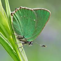 Green Hairstreak 6 OLYMPUS DIGITAL CAMERA